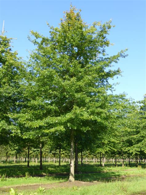 Quercus Palustris - Pin Eiche
